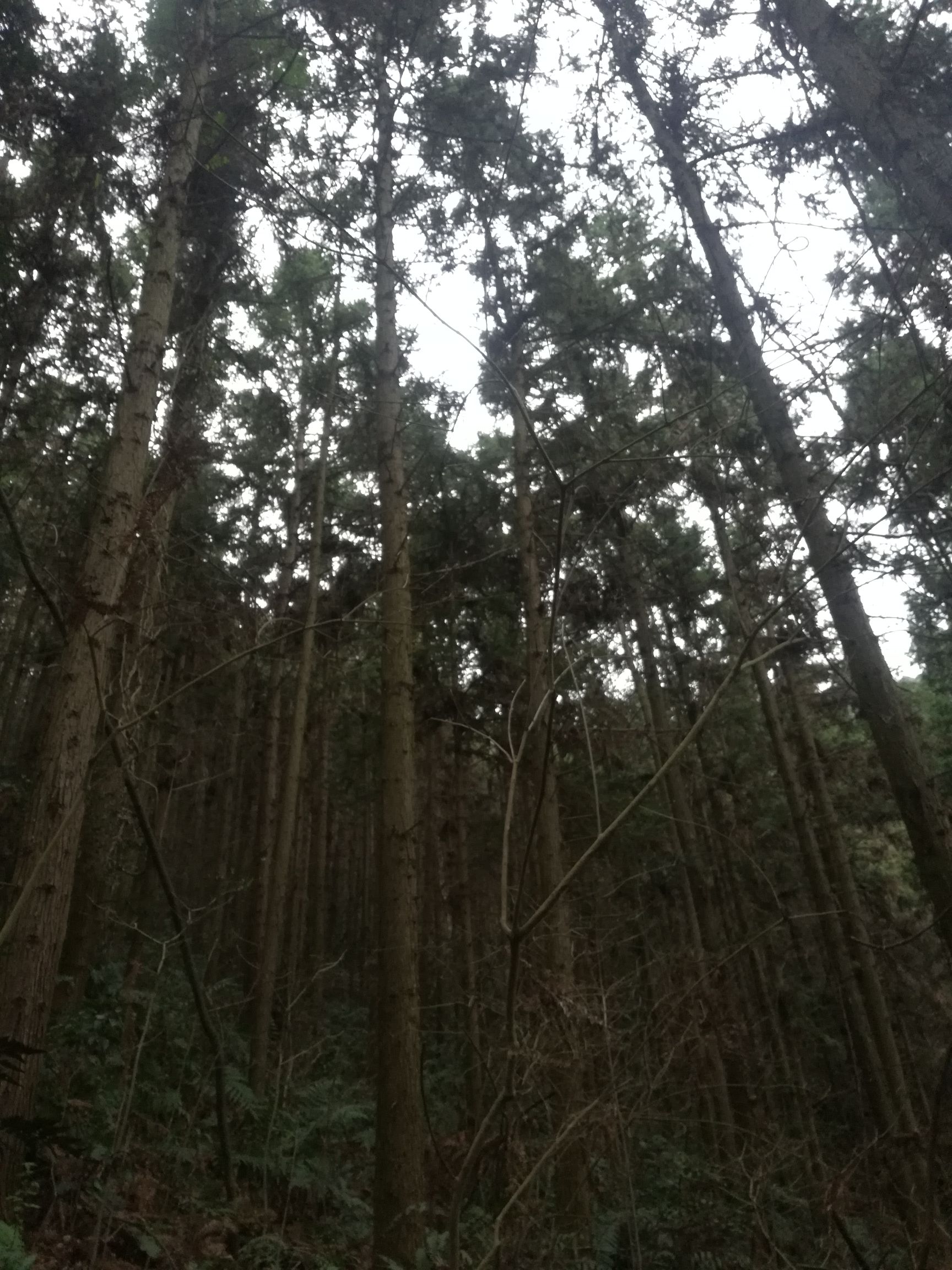 木材 