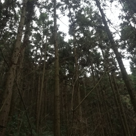 德兴市木材 