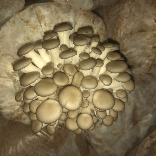 泗阳县自己种植的姬菇，保质保量