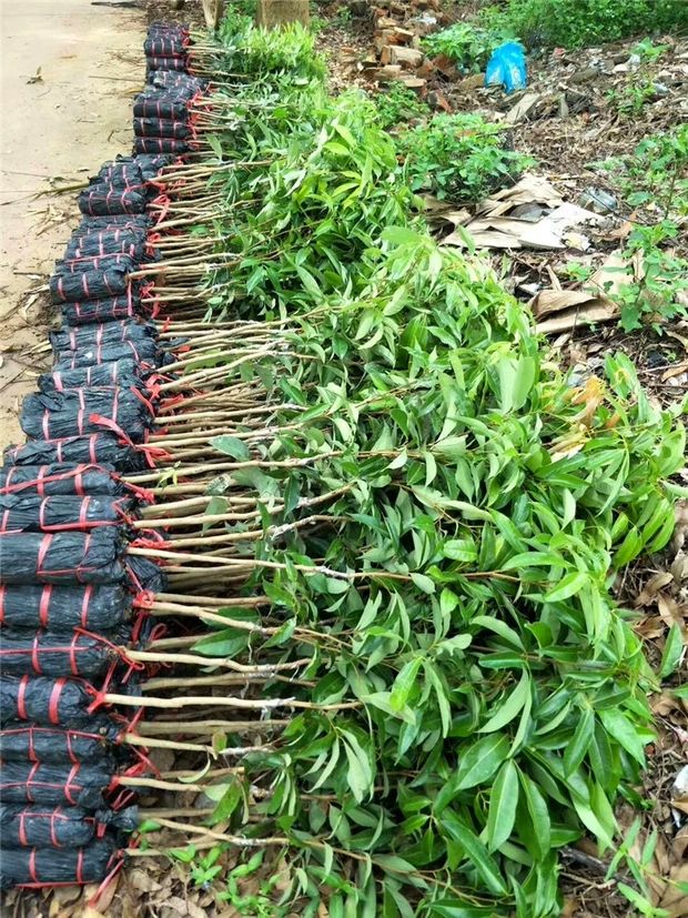 包邮精品【广西灵山妃子笑荔枝苗】嫁接苗/直销
