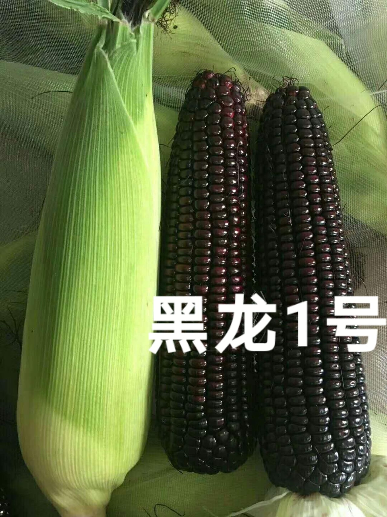 杂交黑龙1号甜糯可口穗大行多全国种植易管理