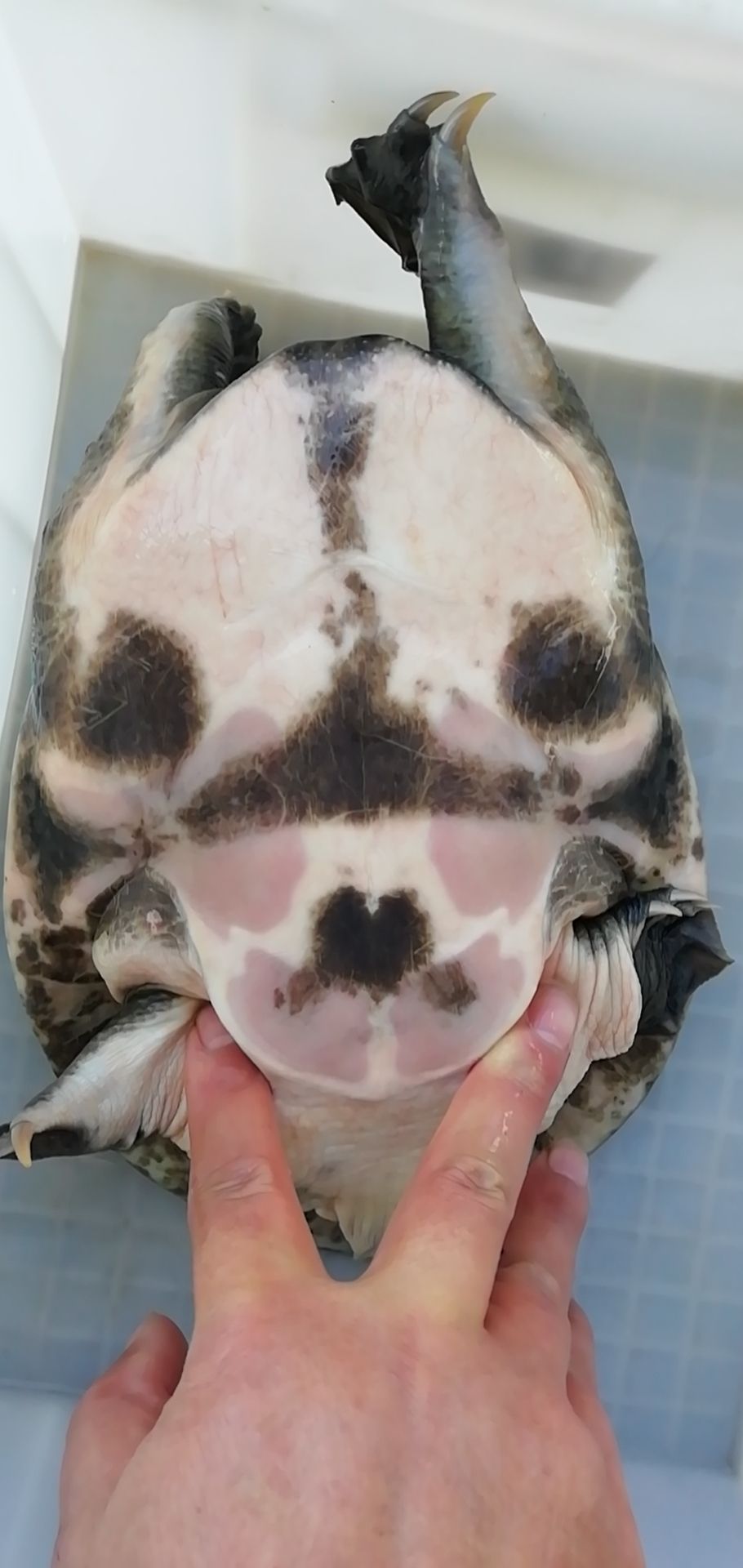 甲鱼