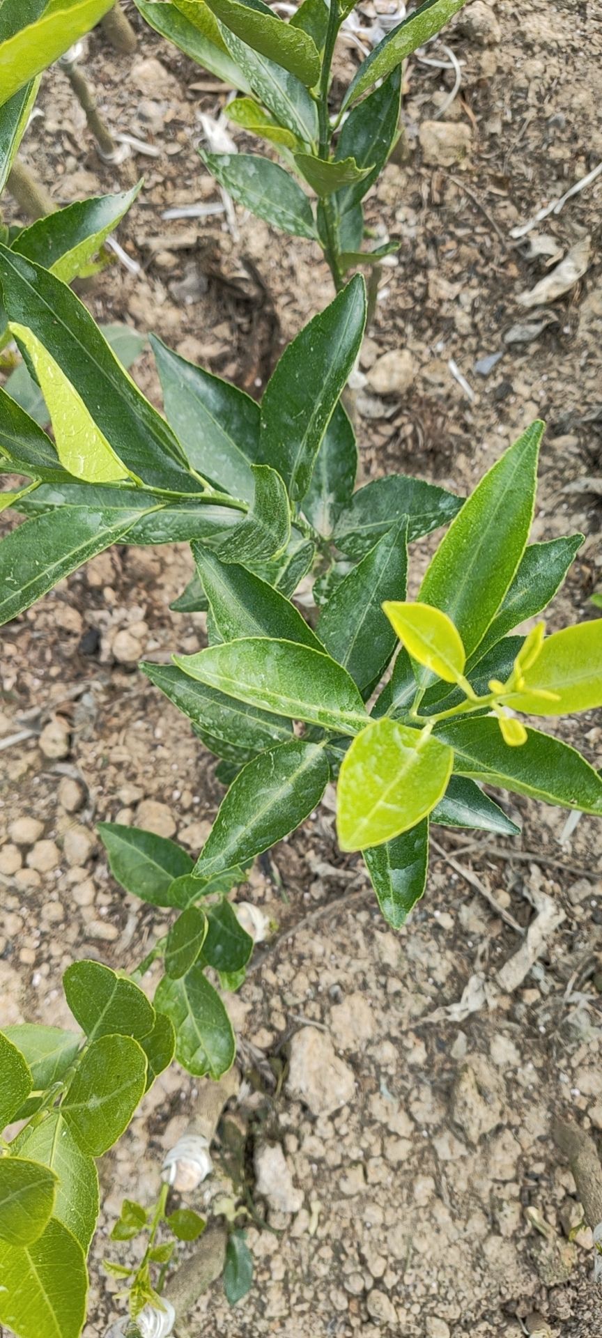 新会柑苗，又叫茶枝柑，