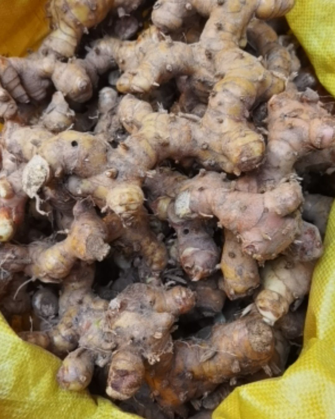 广西平南天然野生山姜头，南姜现货供应