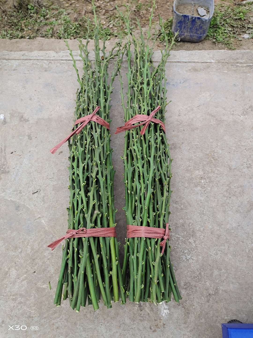 柑桔枝条 30~35cm