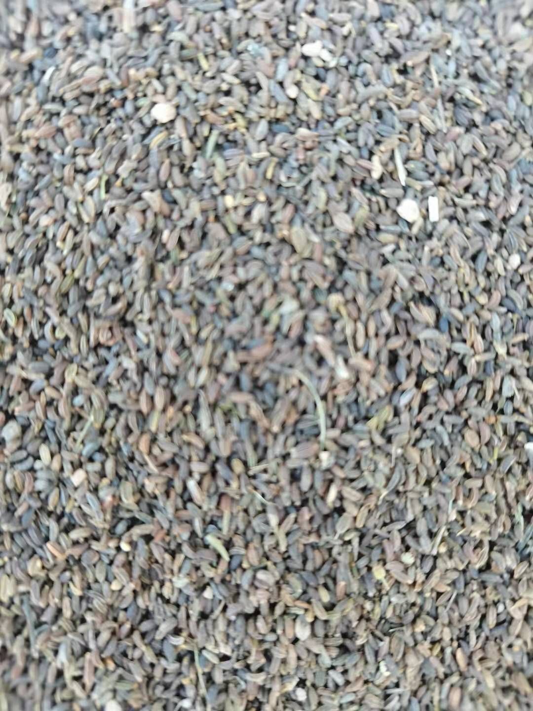 北柴胡  北踩胡子也就是人称的红踩胡，保质保量，发芽率百分之九十。