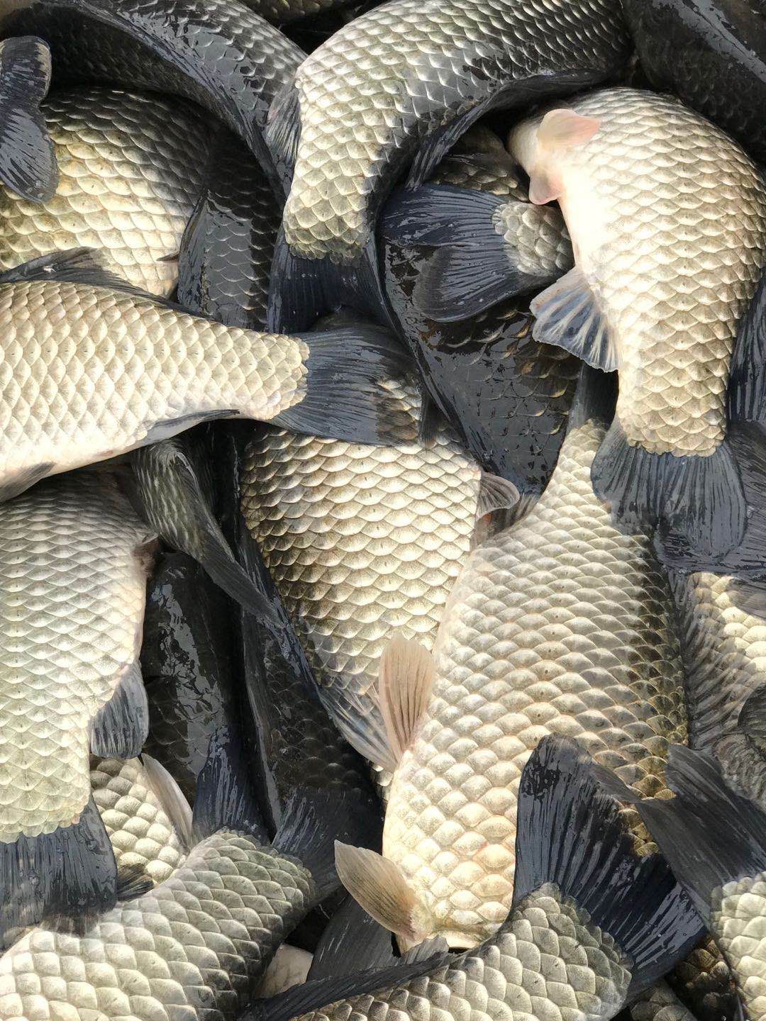 银鲫，淡水鲫鱼，皮毛好，专业钓场配送，质量保证