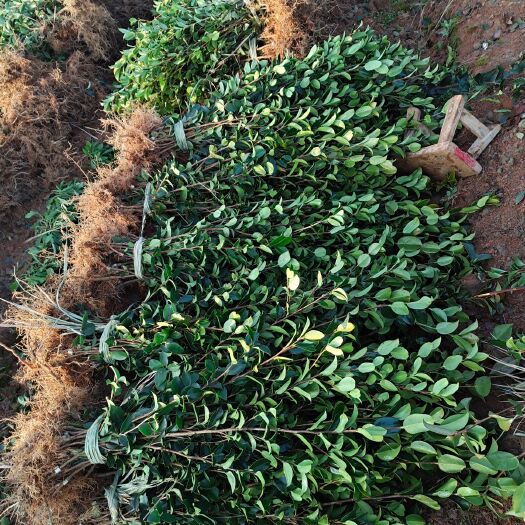 丰城市油茶树苗  《二年裸根苗》长林系列嫁接油茶苗