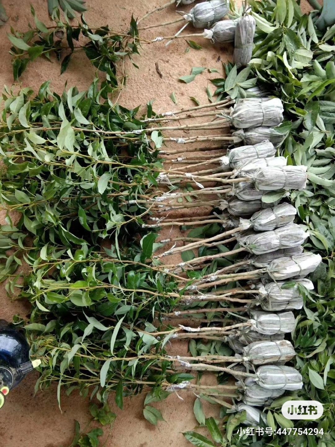 包邮精品【广西灵山妃子笑荔枝苗】嫁接苗/直销