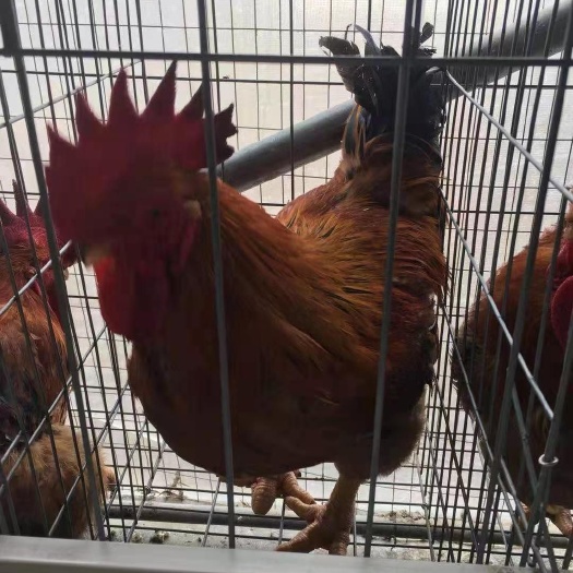 衡阳K9鸡苗  k9鸡苗 新广901鸡苗 肉鸡苗 厂家直销 质量保证 打疫