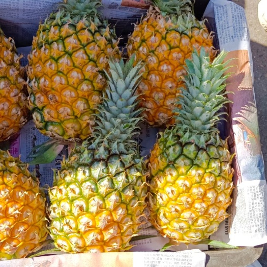 邯郸【精品】海南菠萝，无黑心黑刺，口感好，大小均匀，