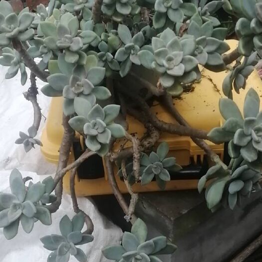成都多肉植物 二十年了搬家了有没有需要