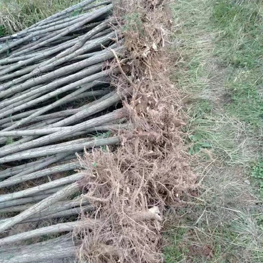 正宁县毛洋槐树苗 