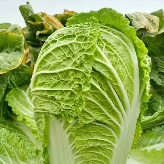天门市 黄心大白菜