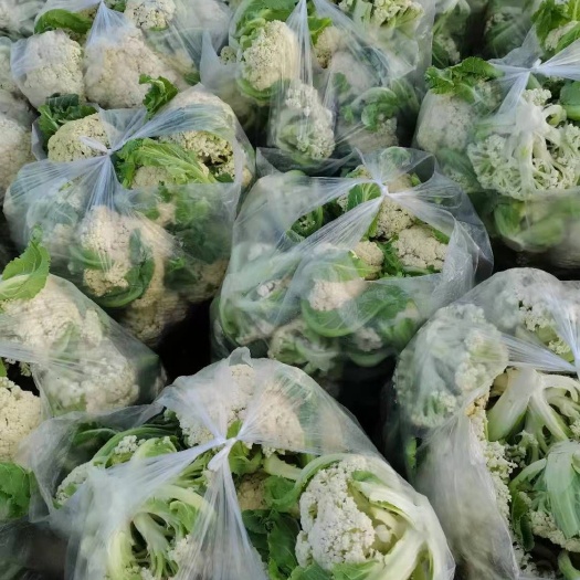 于都县白花菜花 新鲜白花菜大量上市