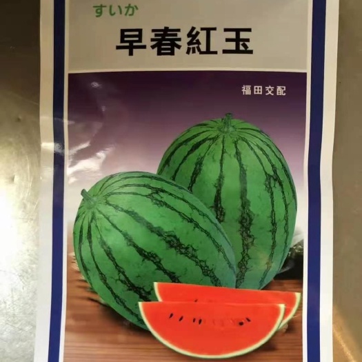 寿光市早春红玉西瓜苗直播苗/嫁接苗