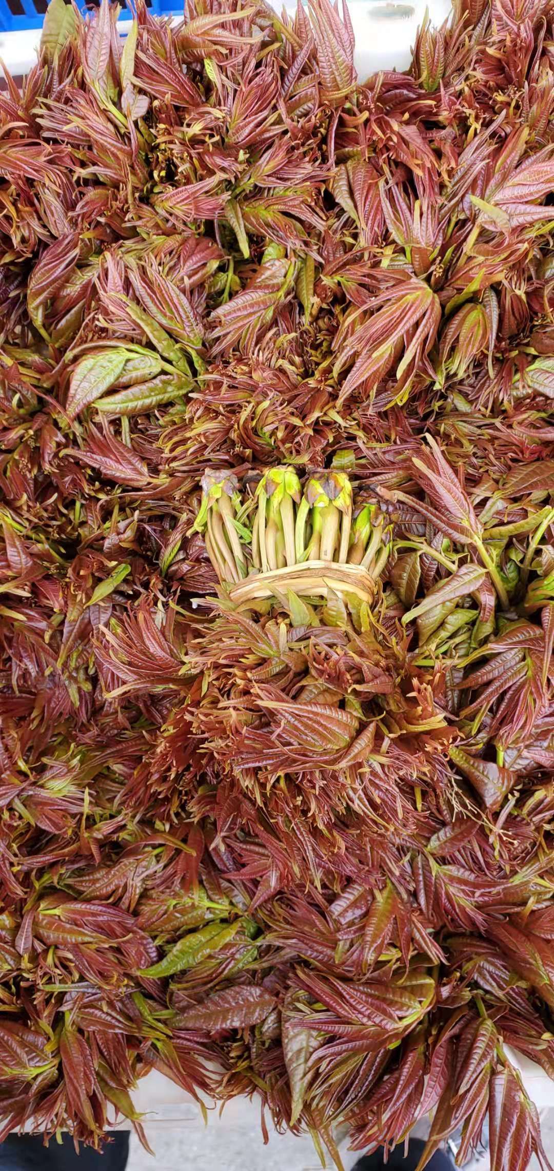 中科院四季红油香椿图片
