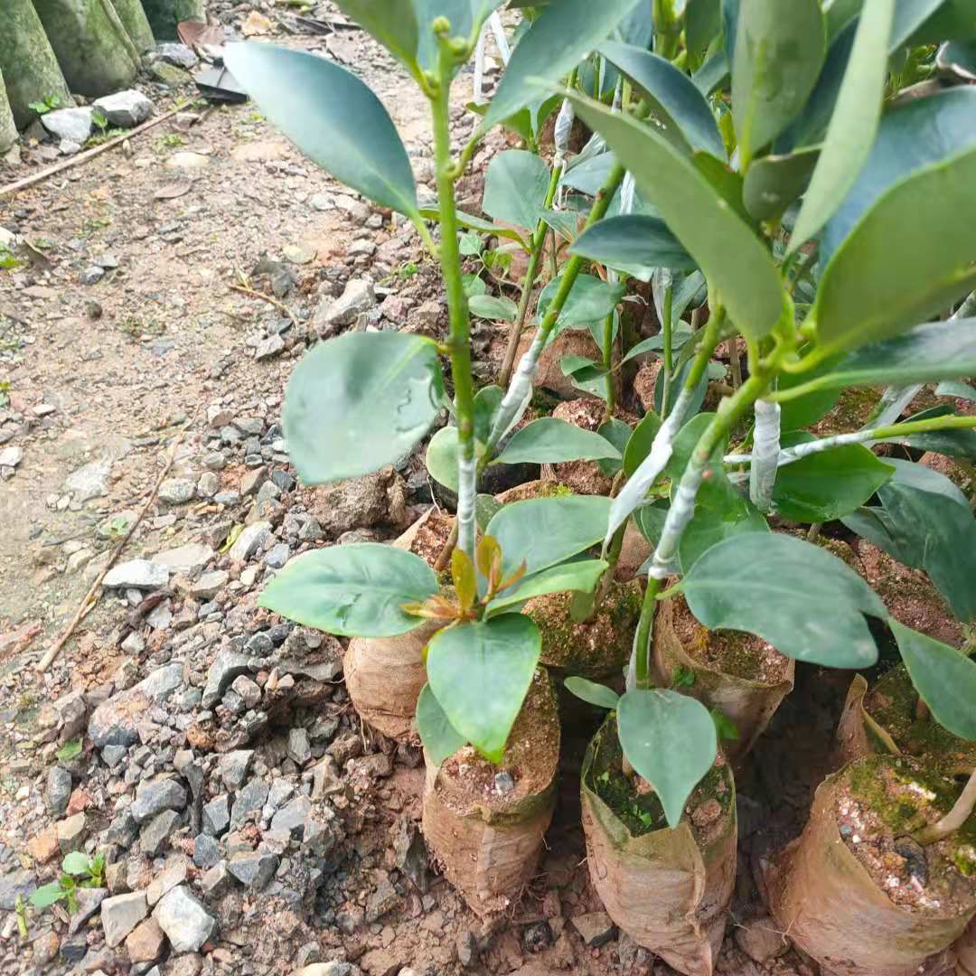 八角树苗 八角嫁接苗实生苗营养杯苗