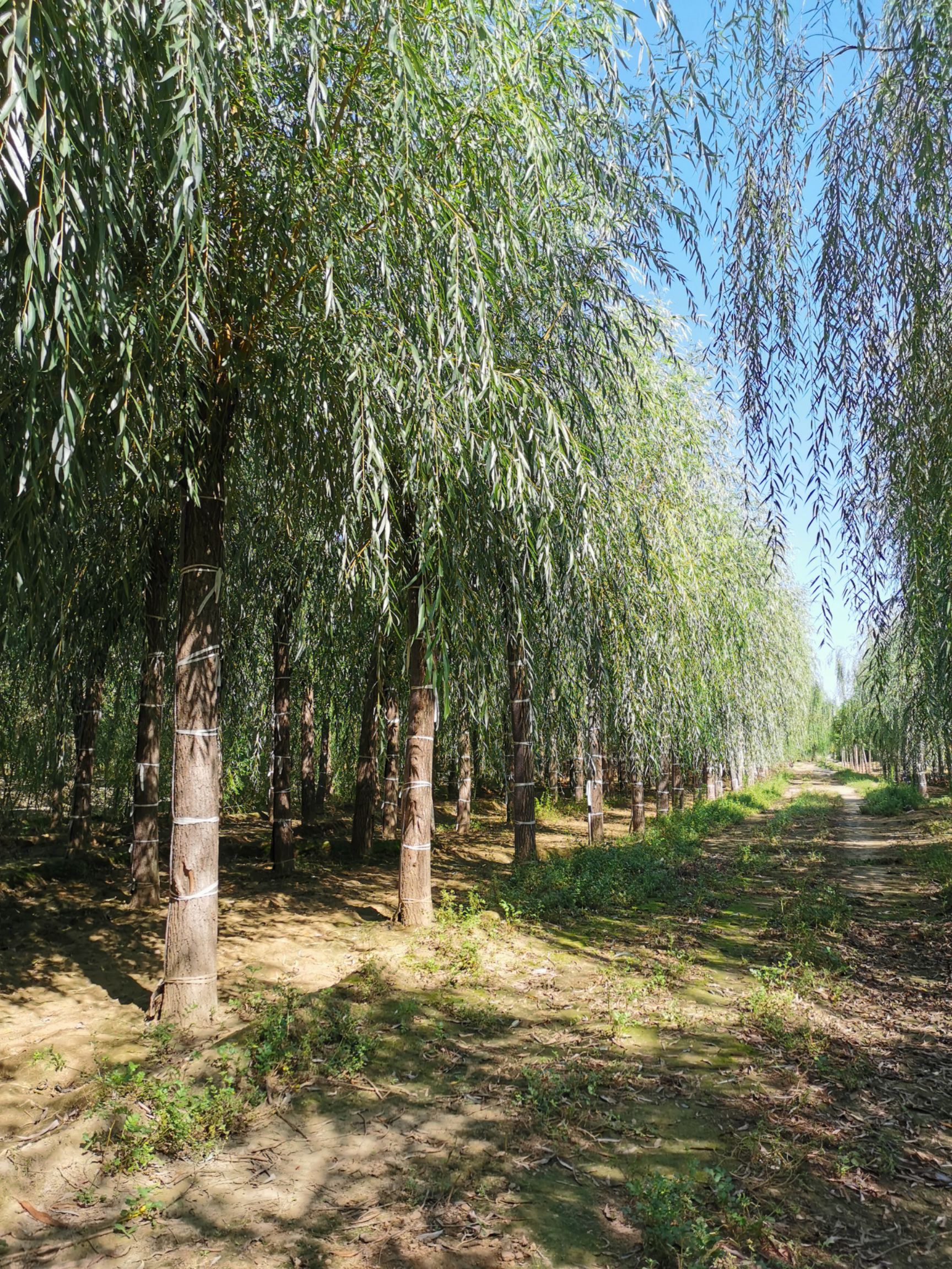 出售：15---18公分垂柳，自家苗圃定植移栽苗。桿直帽圓