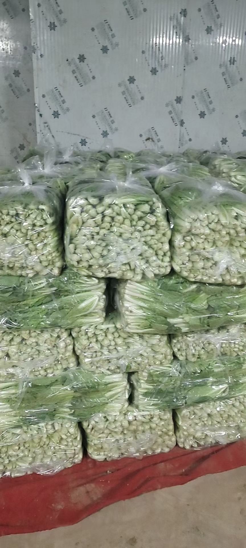 奶白菜！山东辰捷蔬菜配送一条龙