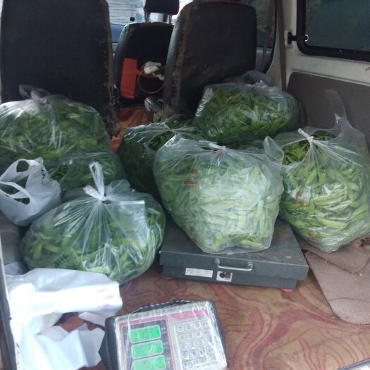 南华县荷兰豆  新鲜何兰豆开始上市了，产地供货，欢迎咨询采购，价格实惠，