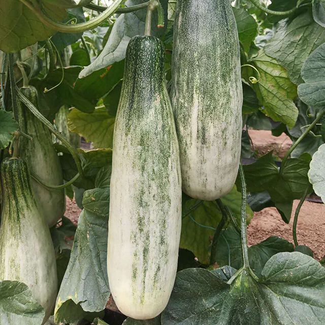 羊角蜜甜瓜苗直播/嫁接苗口感脆甜品种