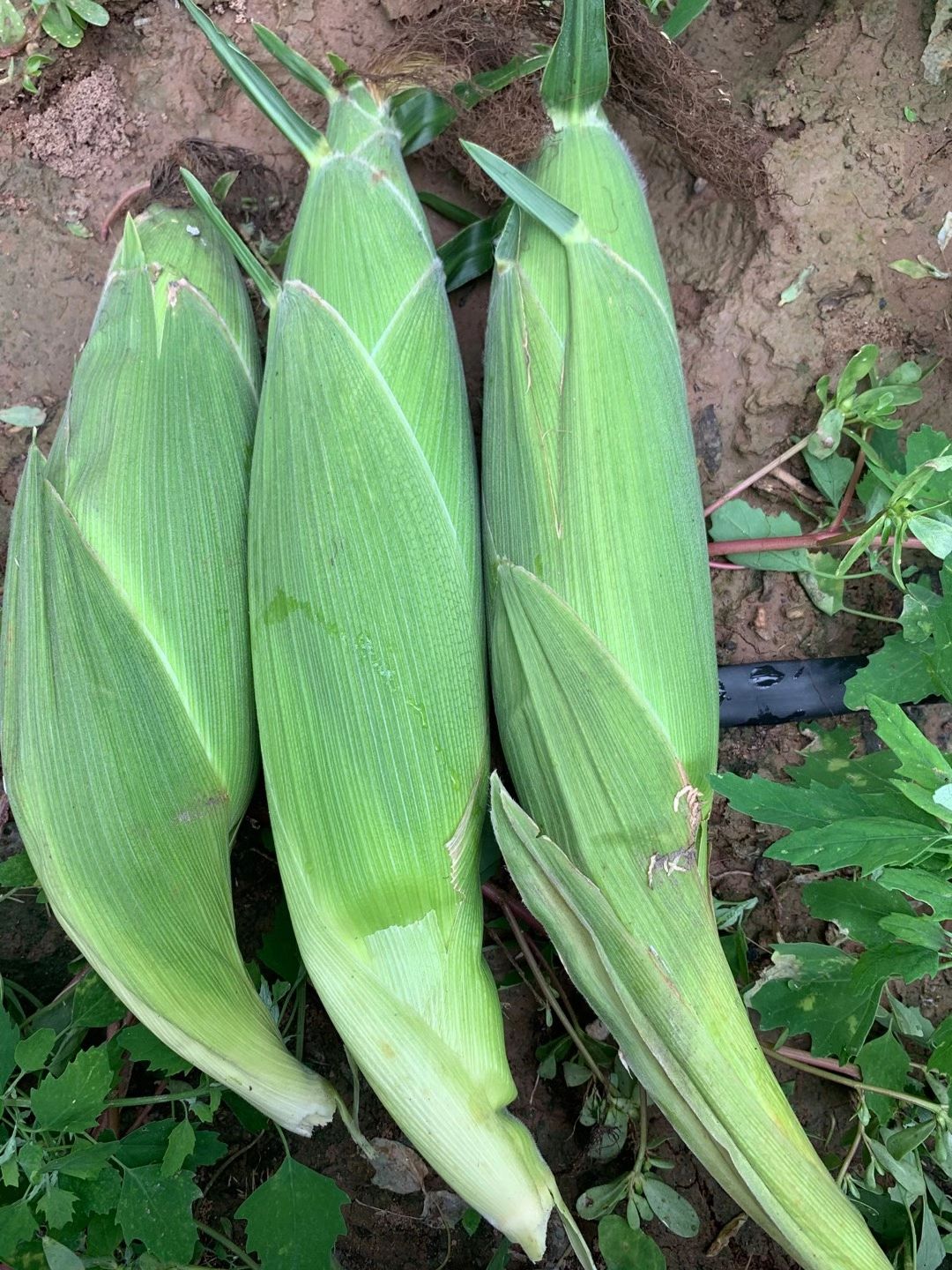 杂交黑龙1号甜糯可口穗大行多全国种植易管理
