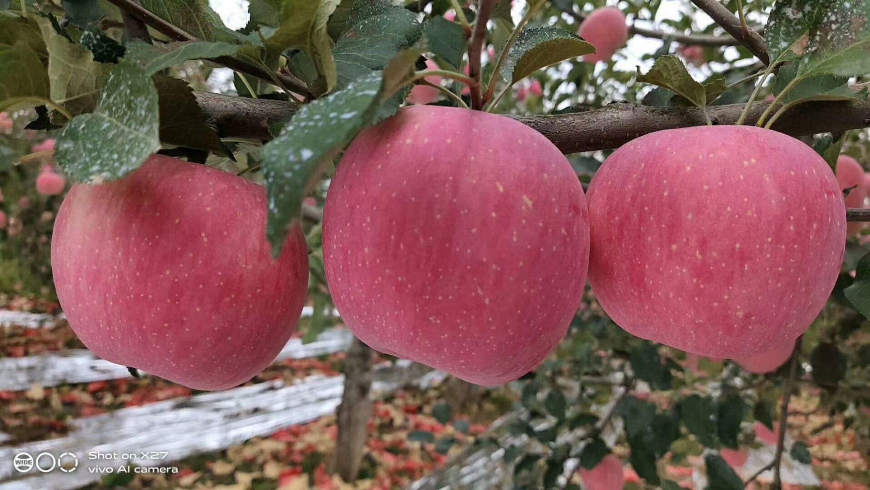 红富士苹果 陕西省延安市洛川县 纸袋 条红+片红 一级果 