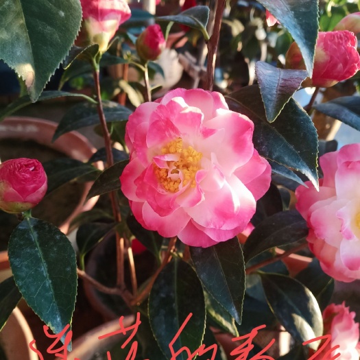 海阳市嫁接品种茶花