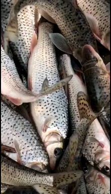 花骨鱼，垂钓**，质量保证