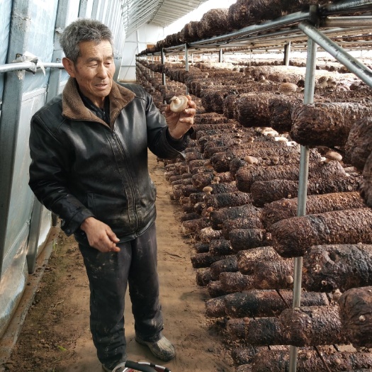 东营 王屋村香菇