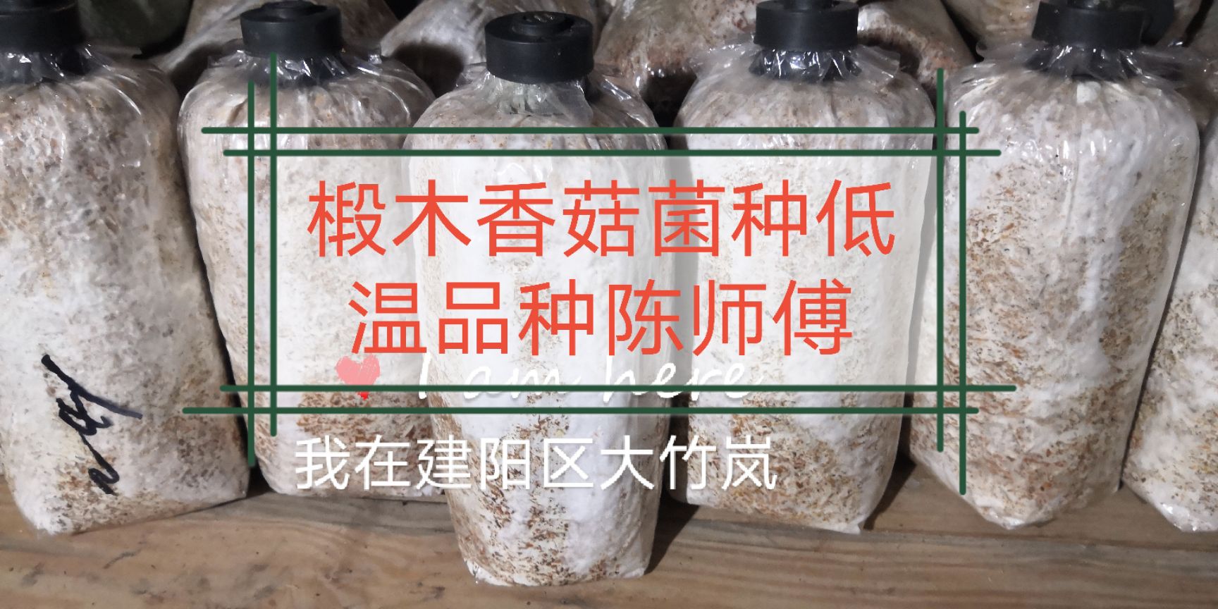 椴木中温木头栽培香菇菌种中温品种种子种苗