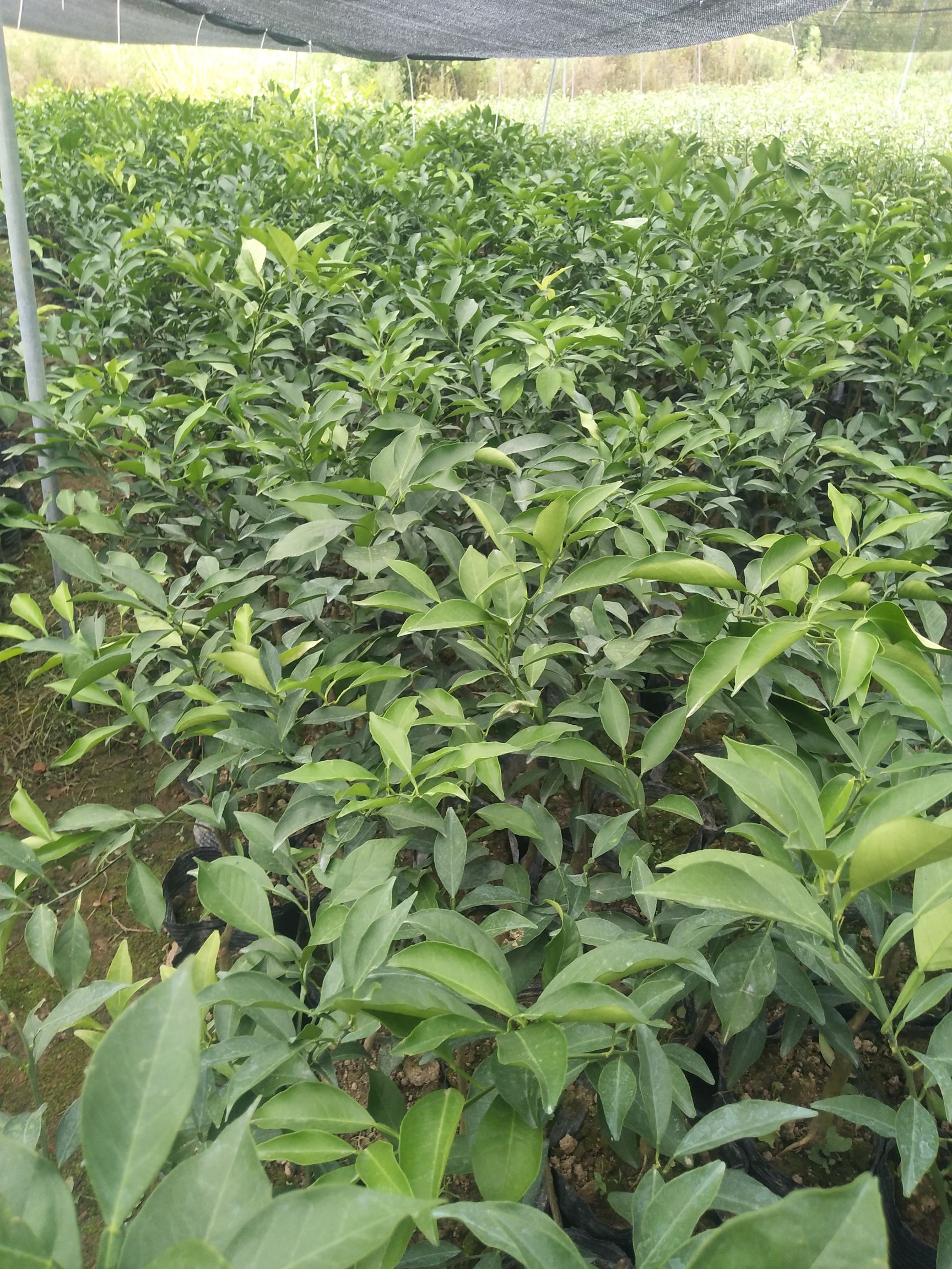 爱媛38号柑桔苗 