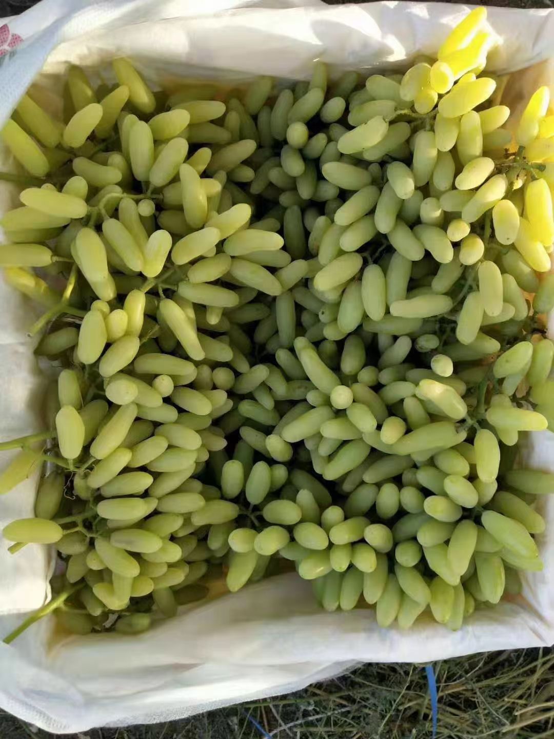 香蕉王葡萄苗