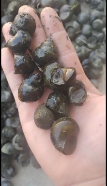 脆螺钓鱼螺钓青鱼专用挂钩小田螺量大优惠