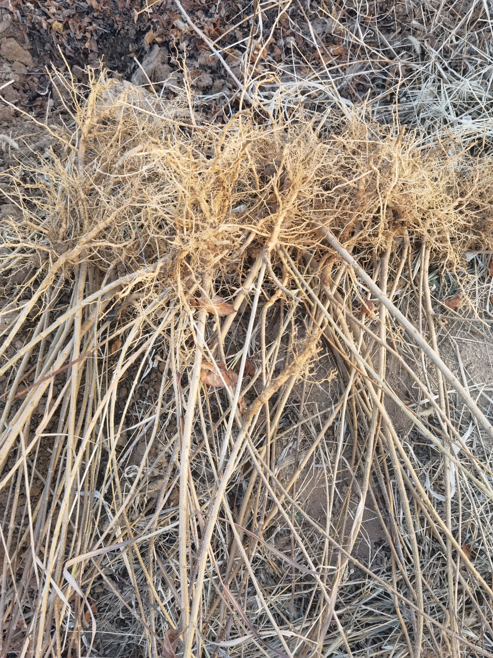 连翘苗，成活率高，适合荒山造林，成活率特别高