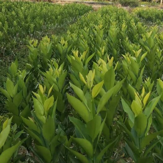 江门新会柑苗，又叫茶枝柑，