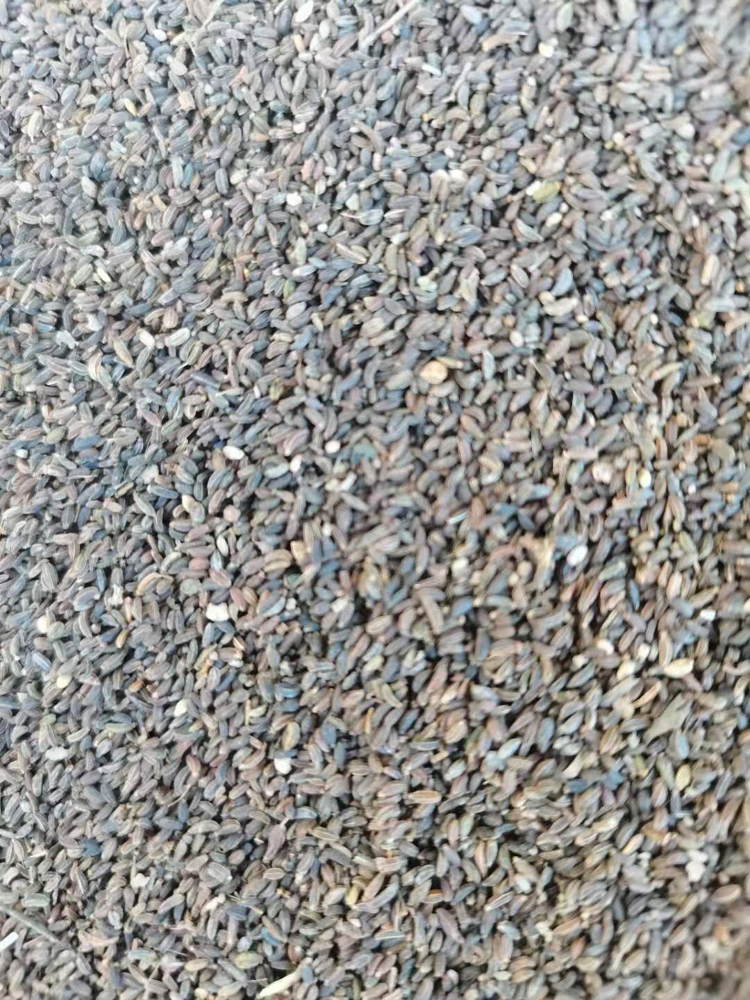 北柴胡  北踩胡子也就是人称的红踩胡，保质保量，发芽率百分之九十。