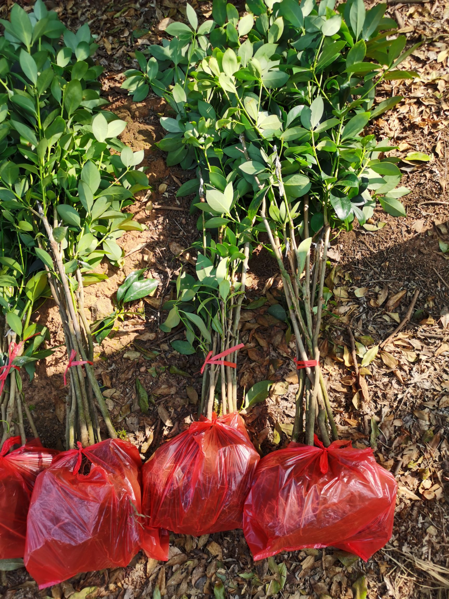 八角树  3年挂果广西古龙嫁接大红八角苗批发2～3年八角嫁接苗