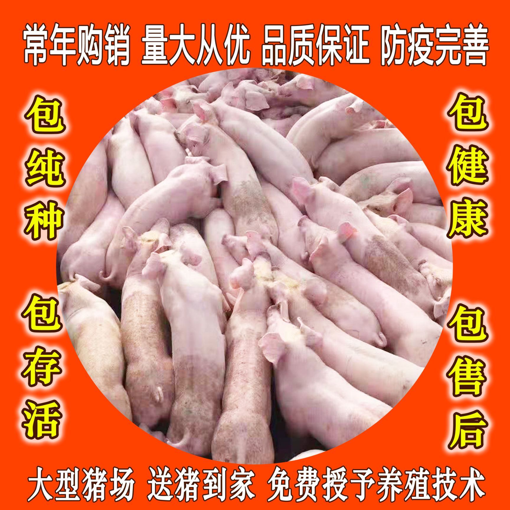 临朐县健康三元仔猪品种好生长快抗病强，防疫到位。