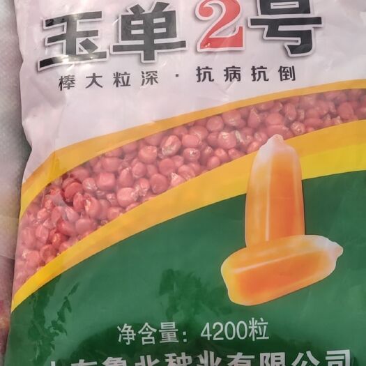 宁津县玉单2号玉米种子  厂家直销 玉米种
