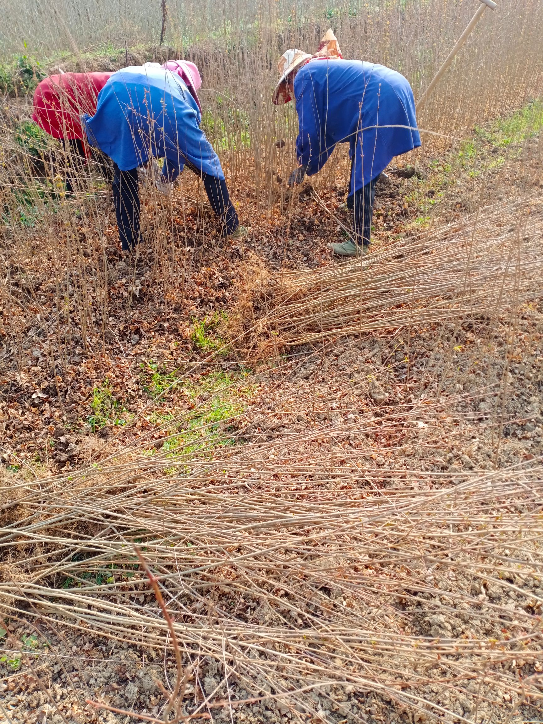 三角枫  三角风