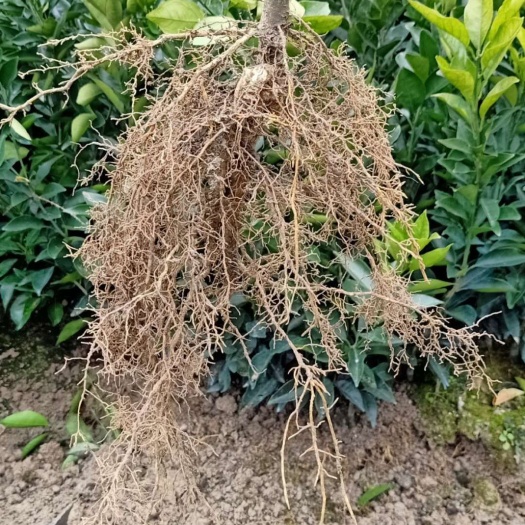 秀山橙树苗，赣南脐橙苗