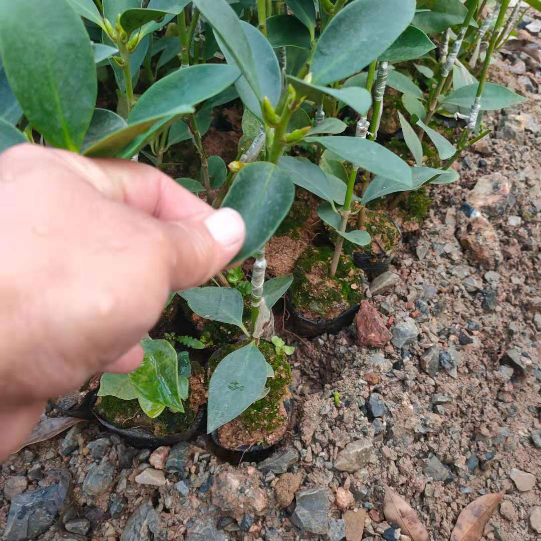 八角树苗 八角嫁接苗实生苗营养杯苗