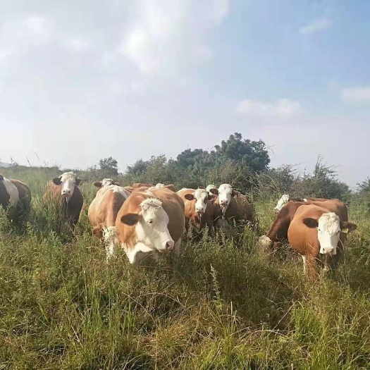 肉牛  基地现售大小西门塔尔