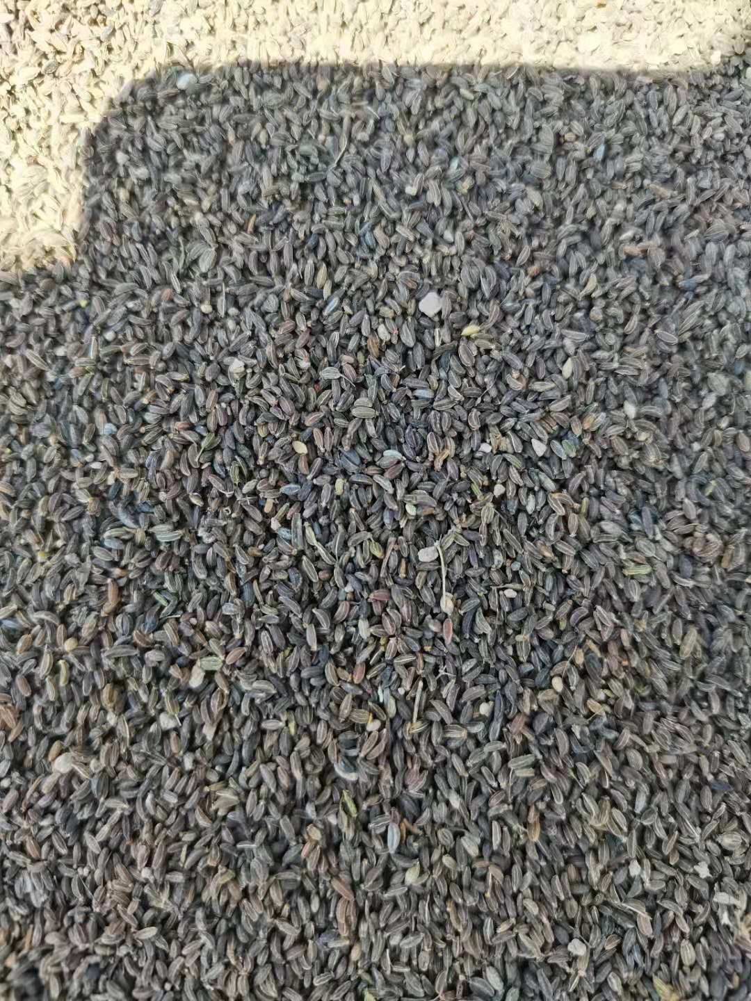 北柴胡  北踩胡子也就是人称的红踩胡，保质保量，发芽率百分之九十。
