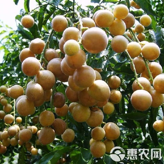 灵山县黑黄皮果苗  黑皮黄皮果苗 包正品 带叶发货 包邮 黄枇 黄弹子