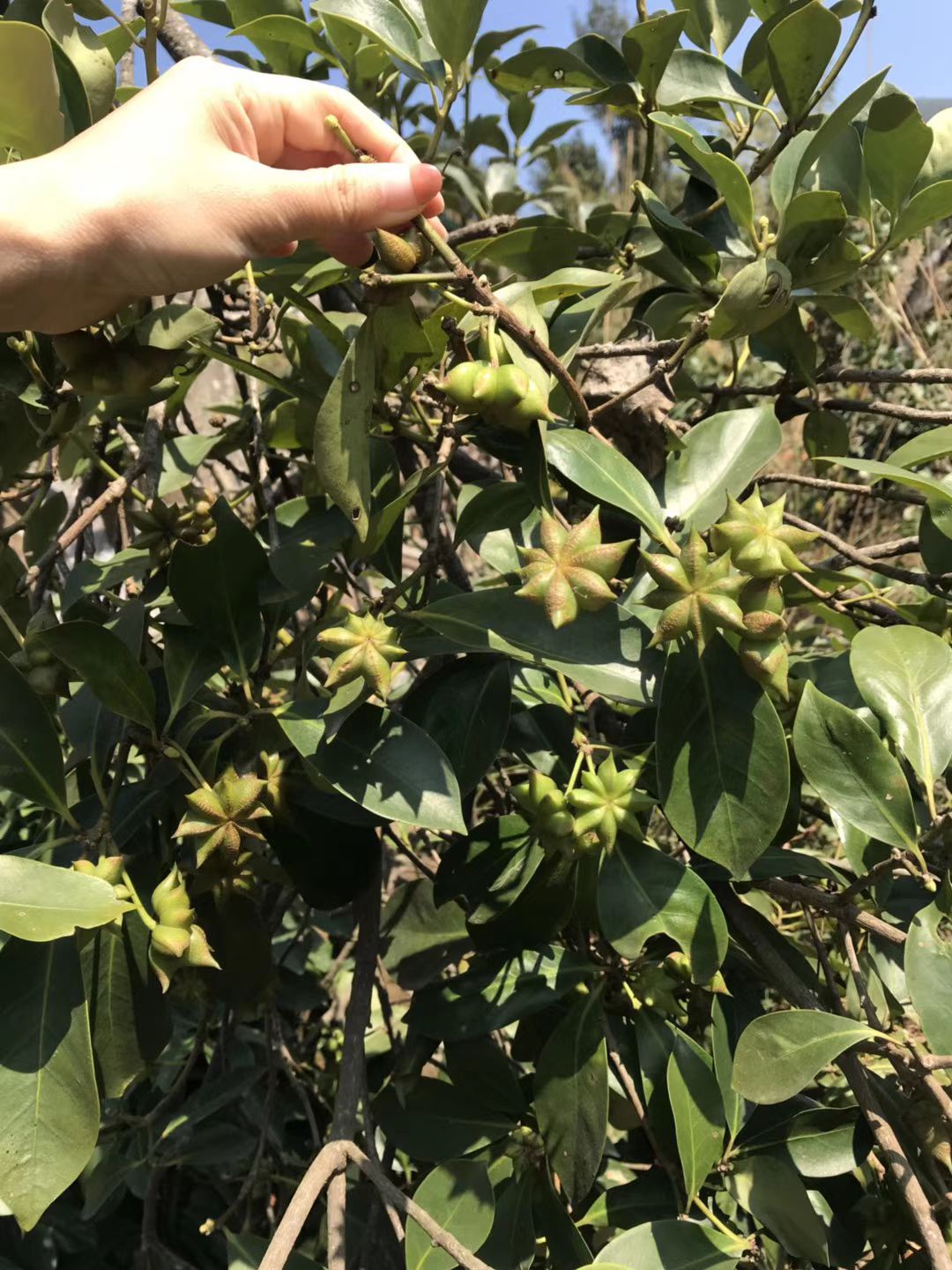 八角树苗 八角嫁接苗实生苗营养杯苗