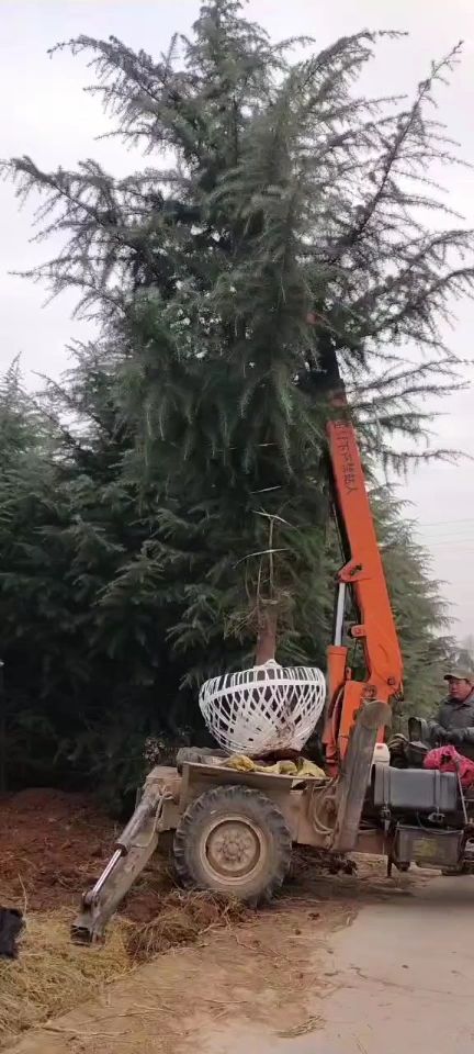 喜马拉雅雪松  3.5米¥绿化苗木$规格齐全