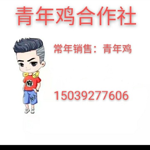 鹤壁鸡苗  常年销售50-90日龄，高品质青年鸡，手续齐全，防疫到位。
